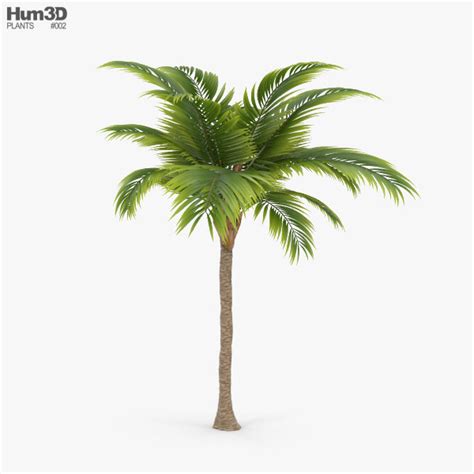 Palm 3D Models Download - Hum3D