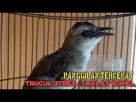 Trucuk Betina Memanggil Jantan Rol Tajam Ngalas Pancingan Trucukan