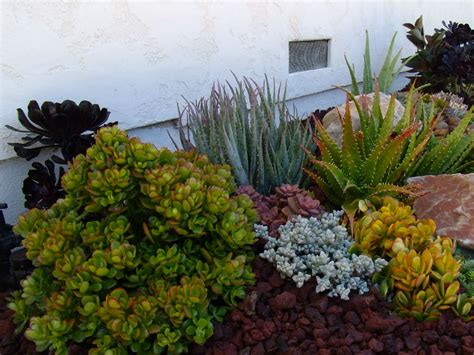 Ultimate Guide to Succulents: Types of Succulents | World of Succulents