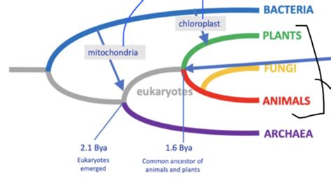 Phylum Protista Flashcards Quizlet