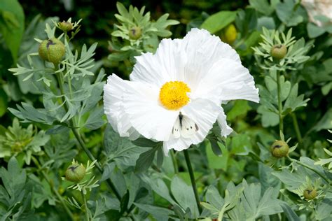 10 Hawaii Native Plants to Unveil Nature's Lush Paradise! - LeafyJournal