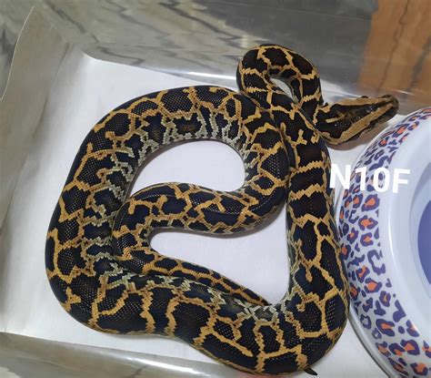 Normal Burmese Python By Eggtoothreptiles Morphmarket