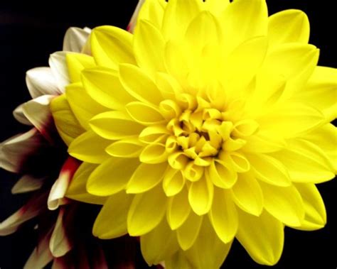 Top 30 Beautiful Yellow Flowers Names List With Pictures