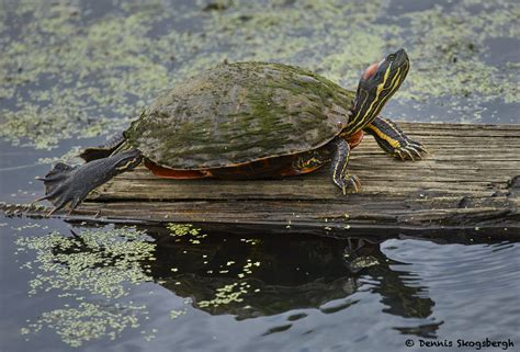 7805 Red Eared Slider Turtle Trachemys Scripta Elegans Anahuac NWR