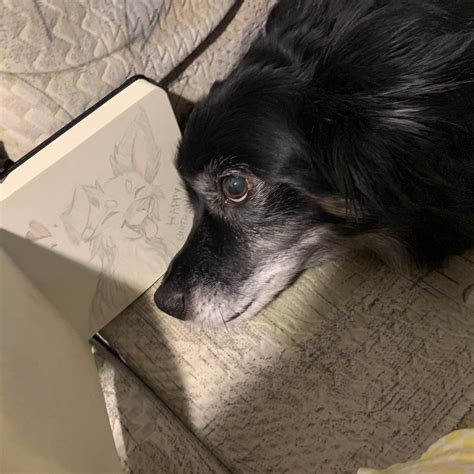 Drew my dog. Looks like he doesn’t like it. : r/sketches
