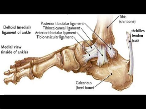 Deltoid Ligament An Overview Sciencedirect Topics Off