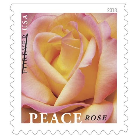 USPS Peace Rose Forever Stamp - Twenty First-Class Forever Stamps ...