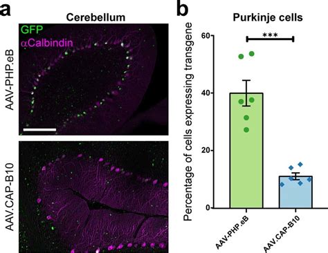 Quantification Of Purkinje Cell Expression Related To Fig