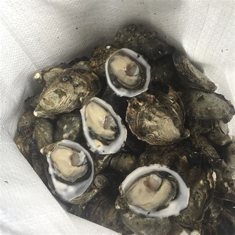 Story of an Oyster – Oysters SA