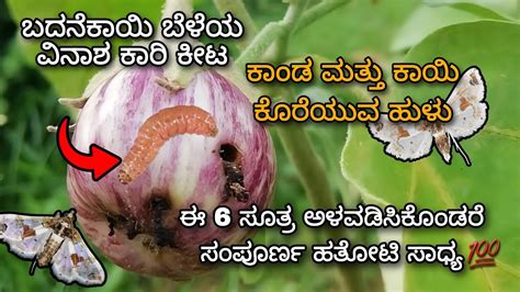 How To Control Brinjal Shoot And Fruit Borer 6 Step Solution And Complete Information Youtube