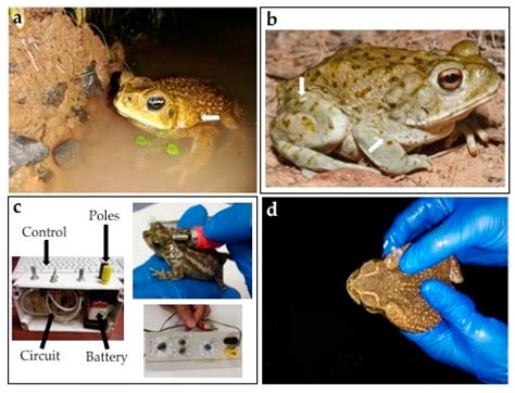 The Skin Of A Bufo Marinus Toad Contains A Surprising Chemical - RYZE Superfoods