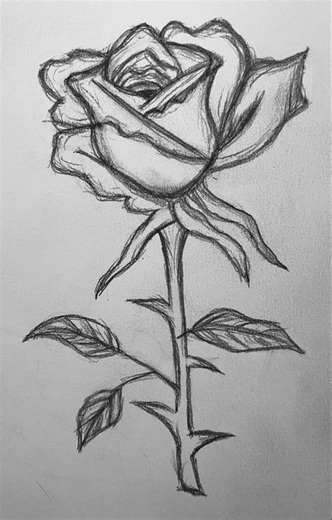 Drawing Of A Rose Flower Drawing Rose Drawing Easy Drawings Sketches