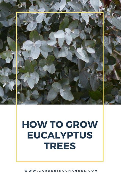 Learn To Grow Eucalyptus Trees Eucalyptus Tree Eucalyptus Plant