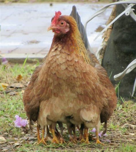 15 Funny Mother Hens That Did Everything To Warm Their Strange Babies