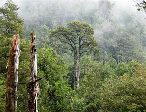 Constituyen el Comité de Gestión de la Reserva de la Biósfera Bosques