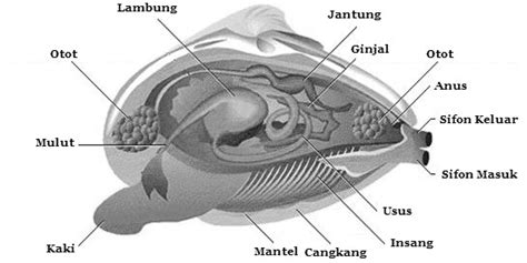 Struktur Dan Fungsi Tubuh Mollusca Mikirbae