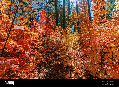 Vibrabt Fall Foliage Color In Oak Creek Canyon Sedona Arizona 2019