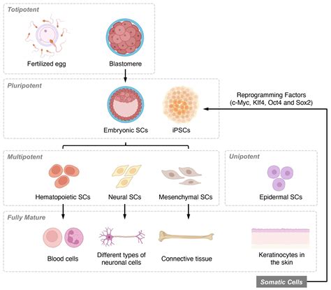 Biology Free Full Text Multipotent Mesenchymal Stem Cell Based