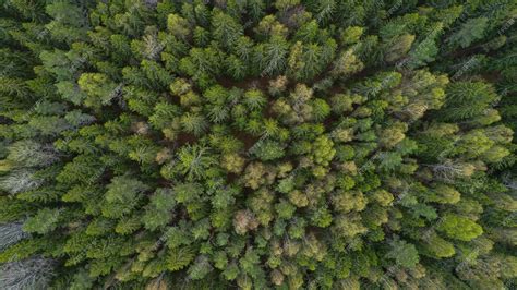 Premium Photo | Aerial top view of summer green trees in forest drone ...