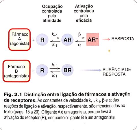 Farmaco Agonista E Antagonista