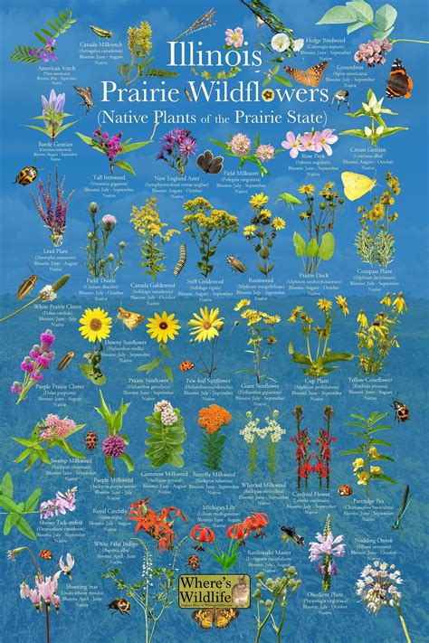 Best Native Midwest Flowers To Revive The Environment Artofit