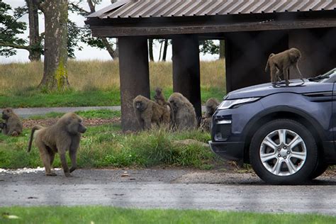 Knowsley Safari Park. August 2021- Drive through