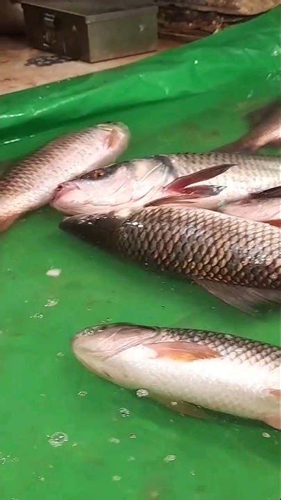 জ্যান্ত রুই মাছ কাতলা মাছ কাটাlive Ruikatla Fish Cuttingviral