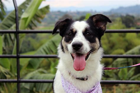 Black and White Border Collie · Free Stock Photo