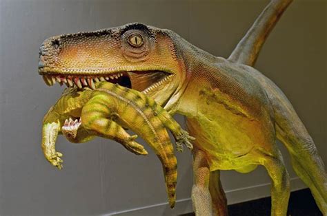 The oldest known dinosaurs – Herrerasaurus, Staurikosaurus, Eoraptor, Pisanosaurus | DinoAnimals.com