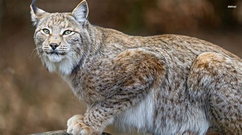 Bobcat Wallpapers Wallpaper Cave