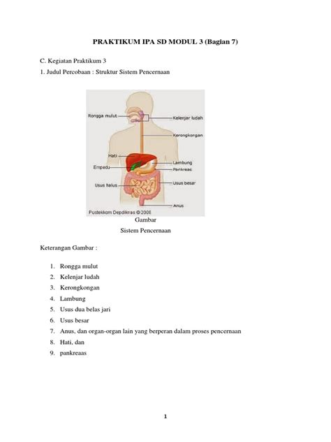 Detail Gambar Struktur Sistem Pencernaan Koleksi Nomer 39