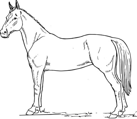 Horse Black And White Drawing at GetDrawings | Free download