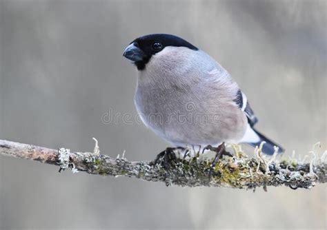 Eurasian Bullfinch Pyrrhula Pyrrhula Female Sitting On A Branch Stock