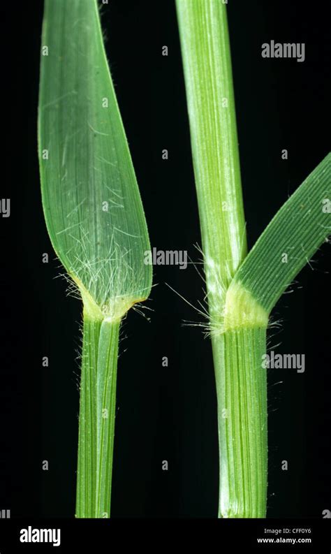 Ligule hi-res stock photography and images - Alamy