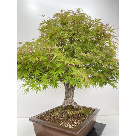 Acer palmatum arakawa bonsái I 6527 Laos Garden