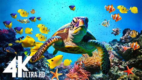 New Hours Stunning Of K Underwater Wonders Relaxing Music