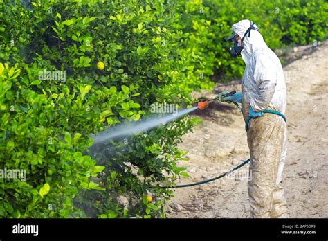 Fumigación De Insecticidas De Malezas La Agricultura Ecológica Orgánica Aplicar Los