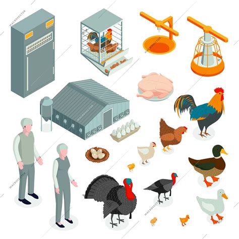 Isometric Poultry Farm Chicken Set With Isolated Icons And Characters