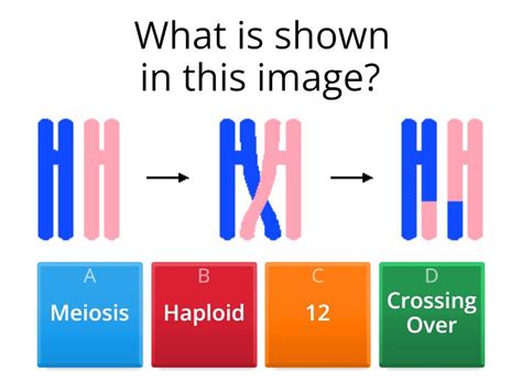 Meiosis - Quiz
