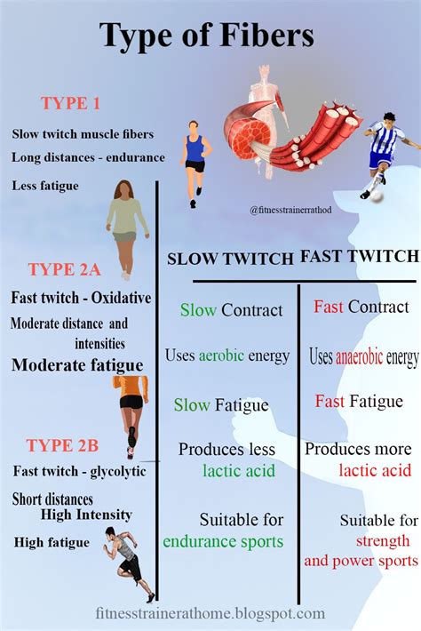 Skeletal muscle fiber types