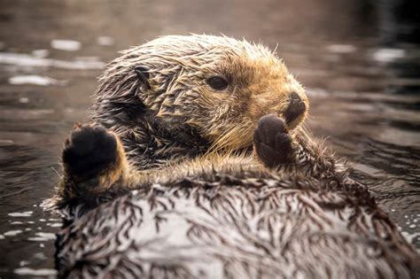 Donate | Monterey Bay Aquarium