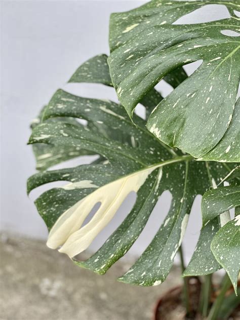 Monstera Thai Constellation N. 1 - Jungle Boogie
