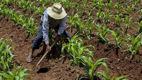 Campaña Agrícola 2020 2021 19 Cultivos Disminuirán Producción En 28