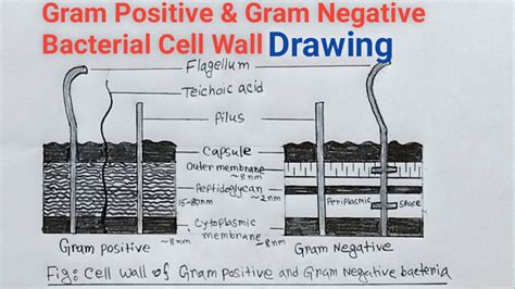 Gram Positive And Gram Negative Bacterial Cell Wall Drawing Bacterial