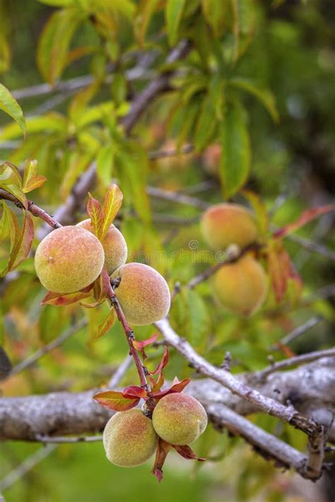 Especies De Melocotones En Crecimiento Prunus Persica Un Rbol