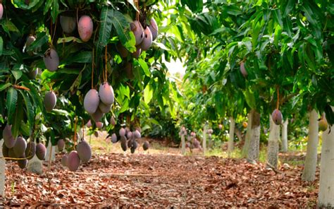 Precios Ruinosos Para Los Agricultores Por Los Mangos Mientras El