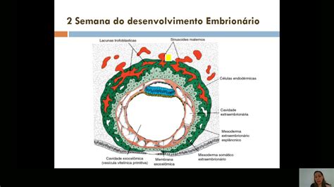 Segunda Semana Do Desenvolvimento Embrion Rio Mapa Mental Librain