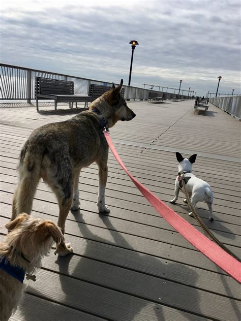 5 Dog Friendly Parks In The Nyc Area