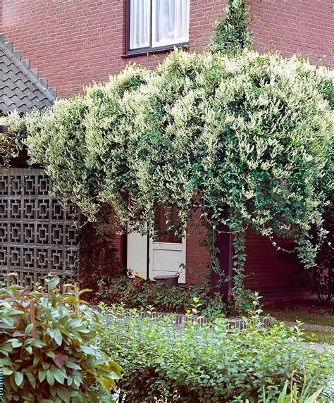 Горец Ауберта Посадка И Уход Фото – Telegraph