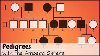 Understanding Pedigrees And Sex Linked Traits Sex Linked Traits And Genetic Inheritance
